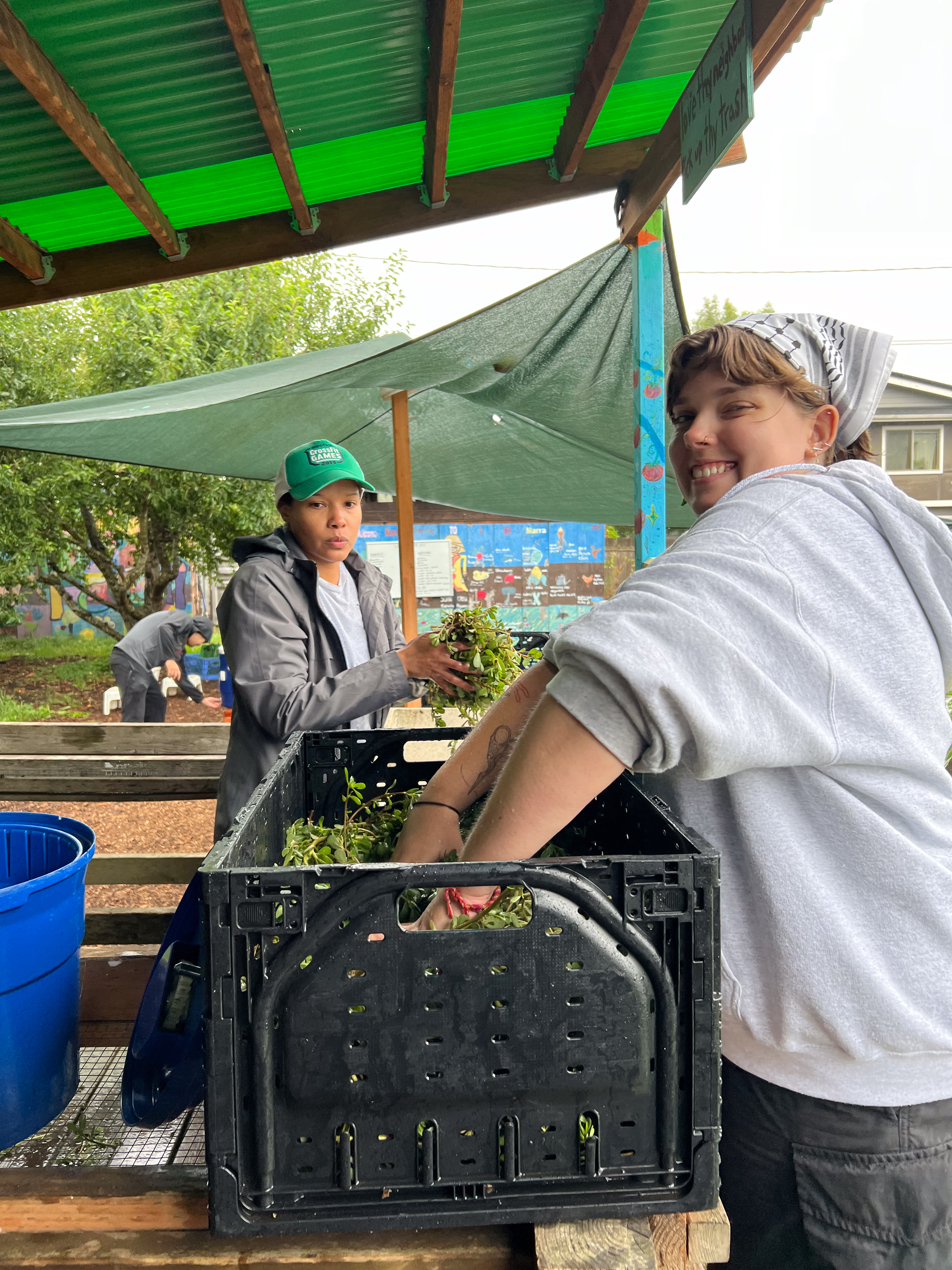 Two people wash and load lettuce greens into a black crate under a green corrugated roof shelter on a farm.