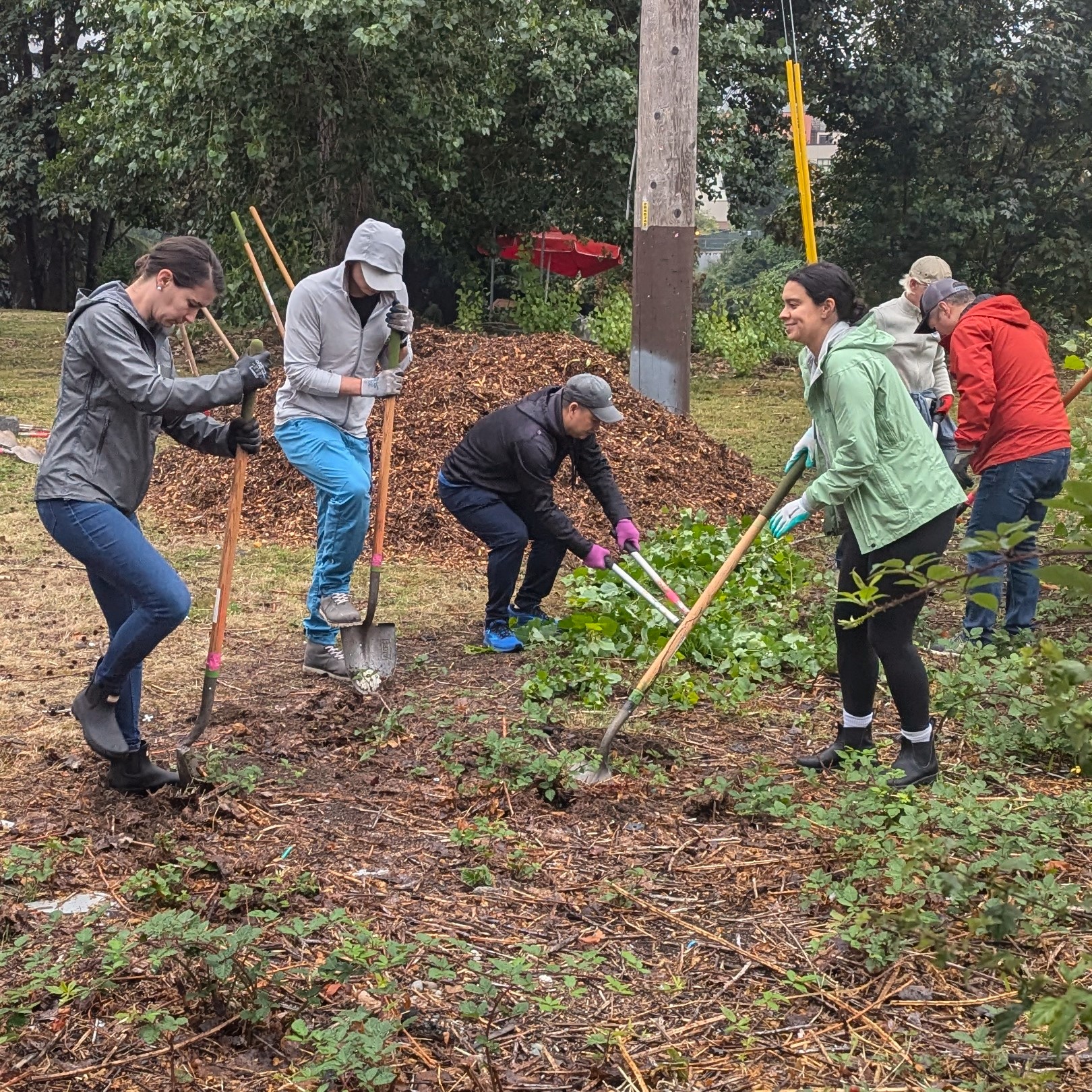 A group of five people works to remove weeds with shovels, loppers, and other tools.