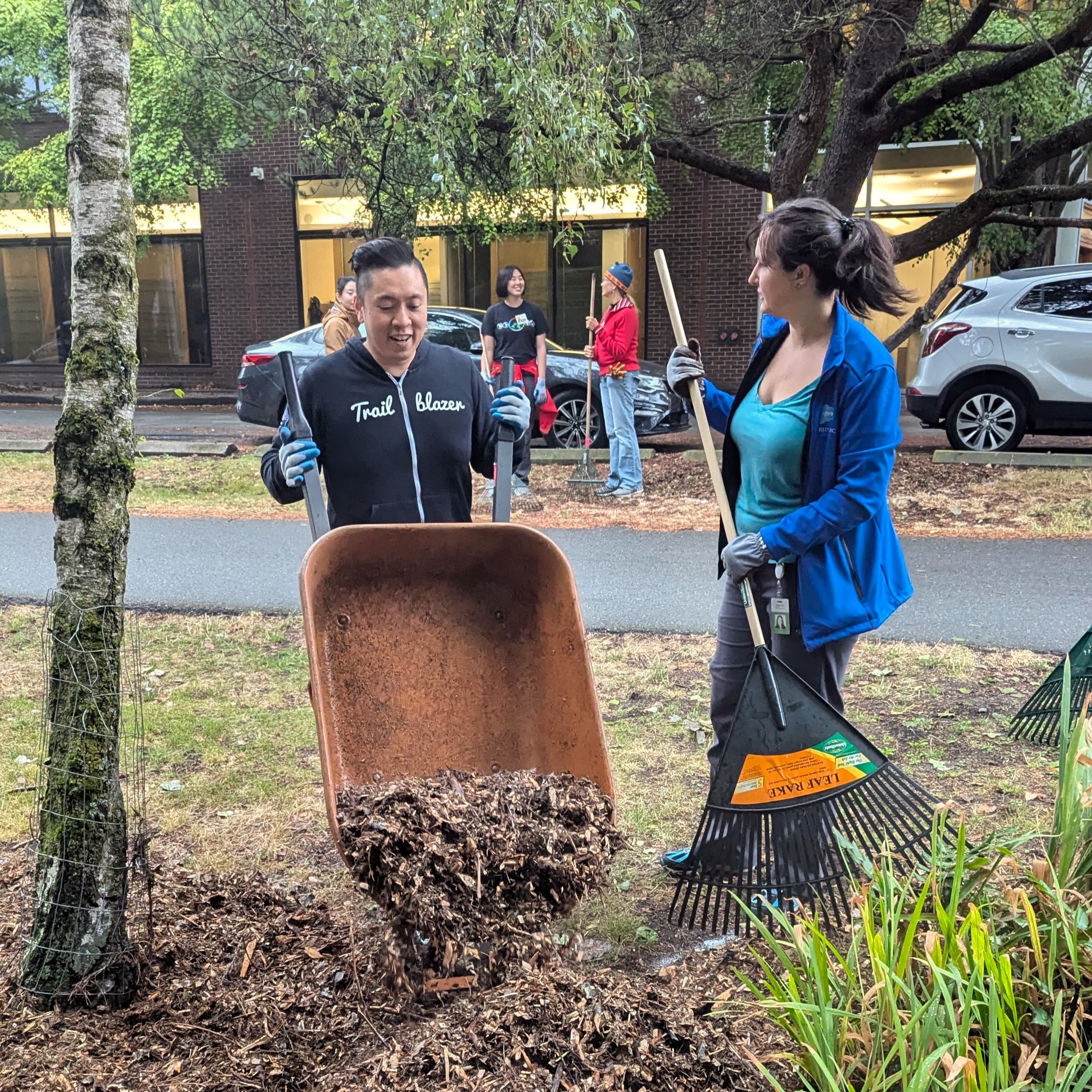 One person dumps a wheelbarrow full of much while another person with a rake prepares to spread it