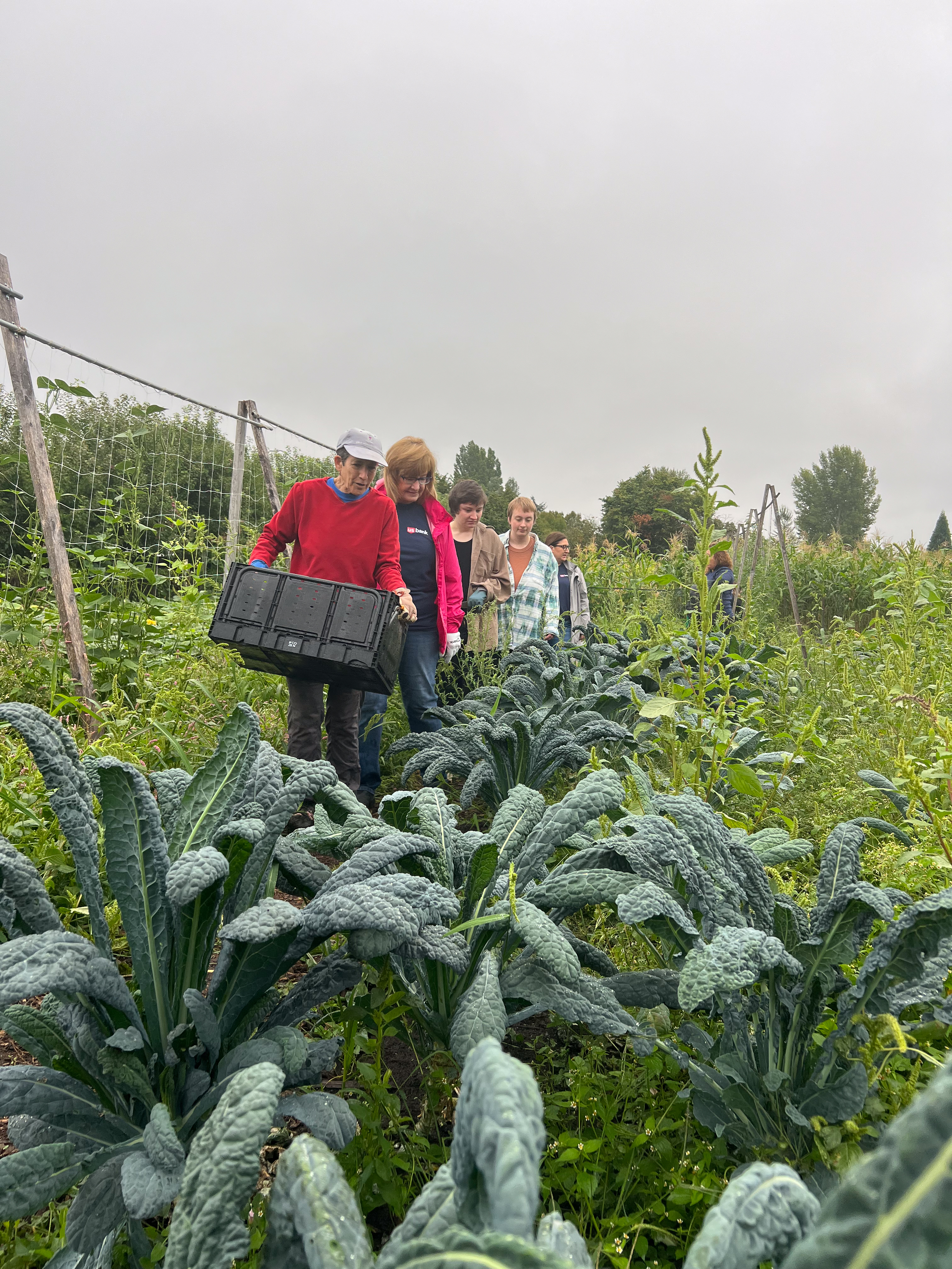 A person holding a plastic crate of vegetables leads a line of people through a patch of large kale plants.