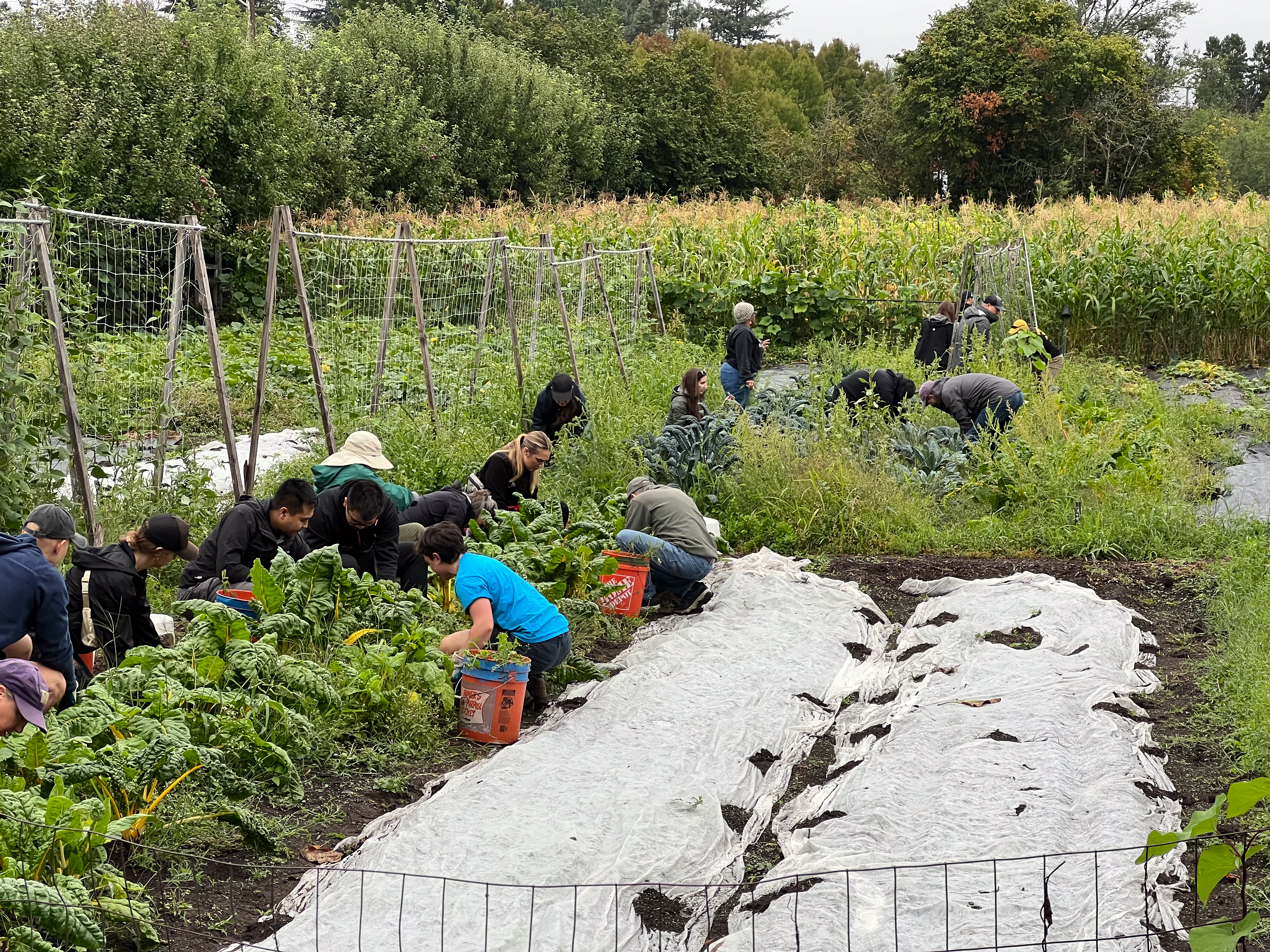Groups of people hunched down along a row of vegetables, some with orange five-gallon buckets.
