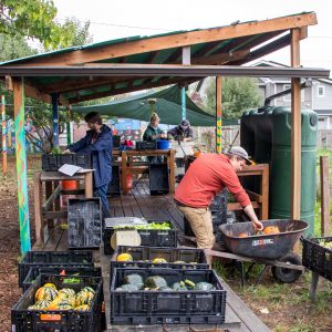 A group of people under a rain shelter wash and short vegetables.