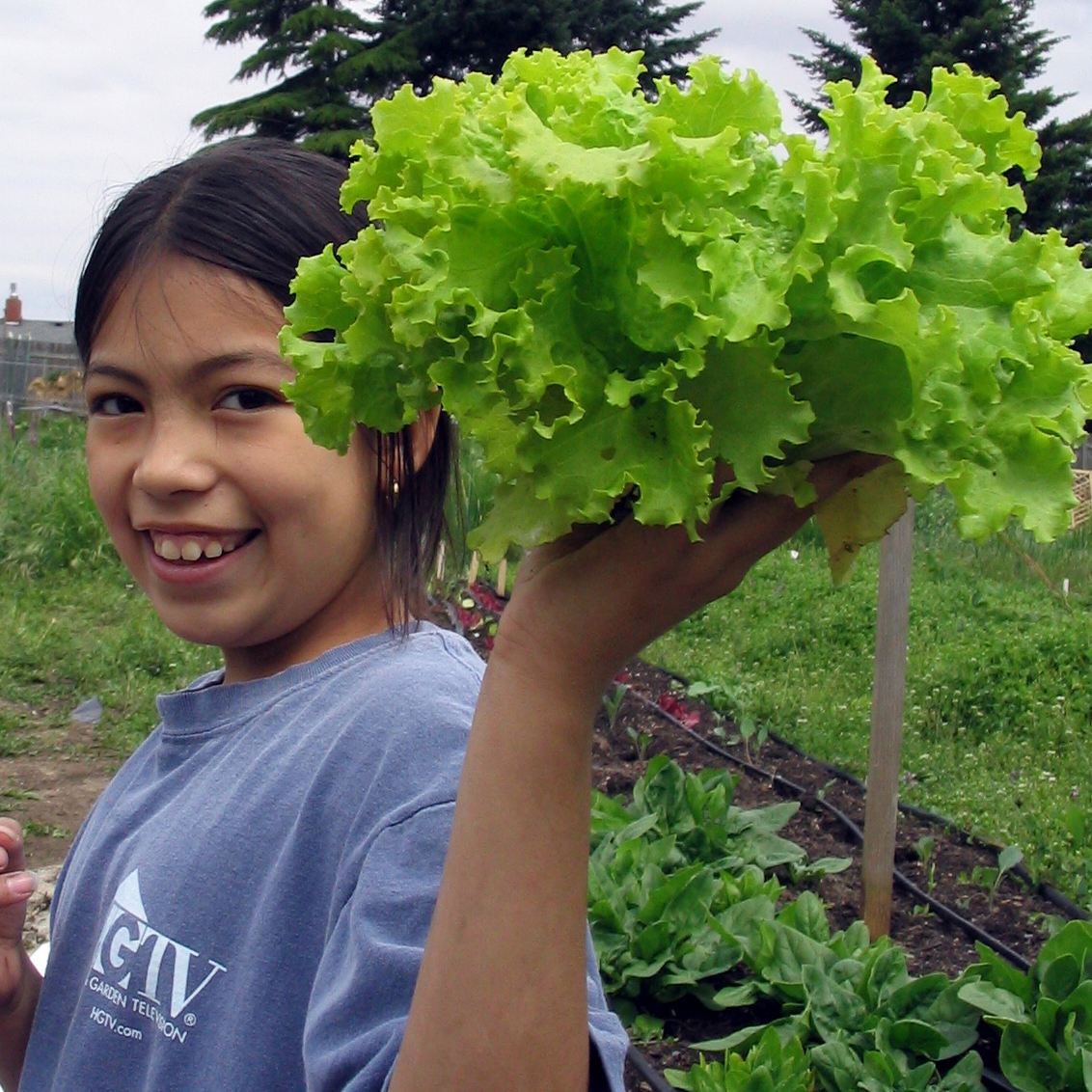 Lettuce harvested at Marra Farm