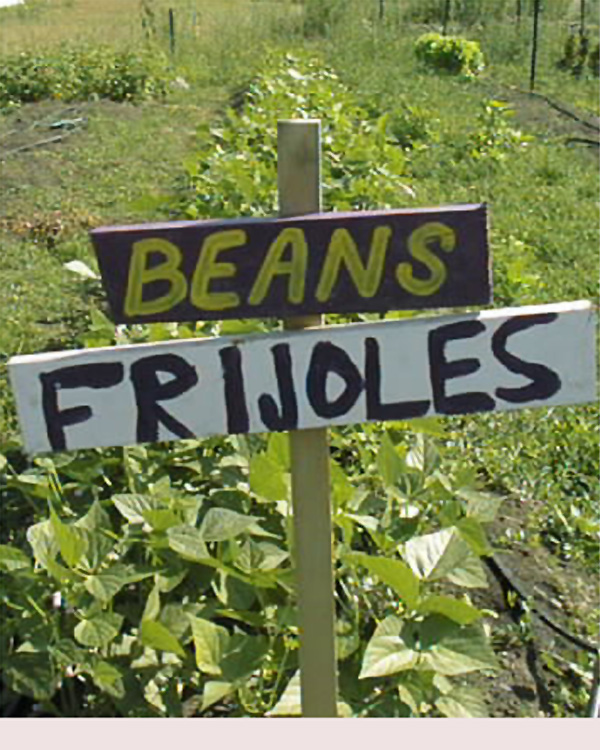 Beans growing in a field