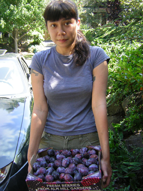 Volunteer holding a box of plums