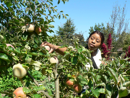 Volunteer picking Asian Pears