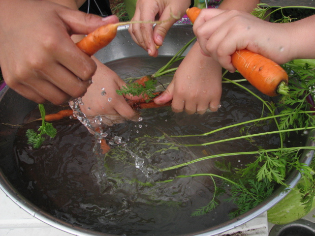 Many hands, cleaning carrots