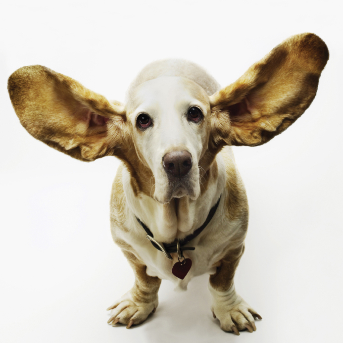 Dog with big ears