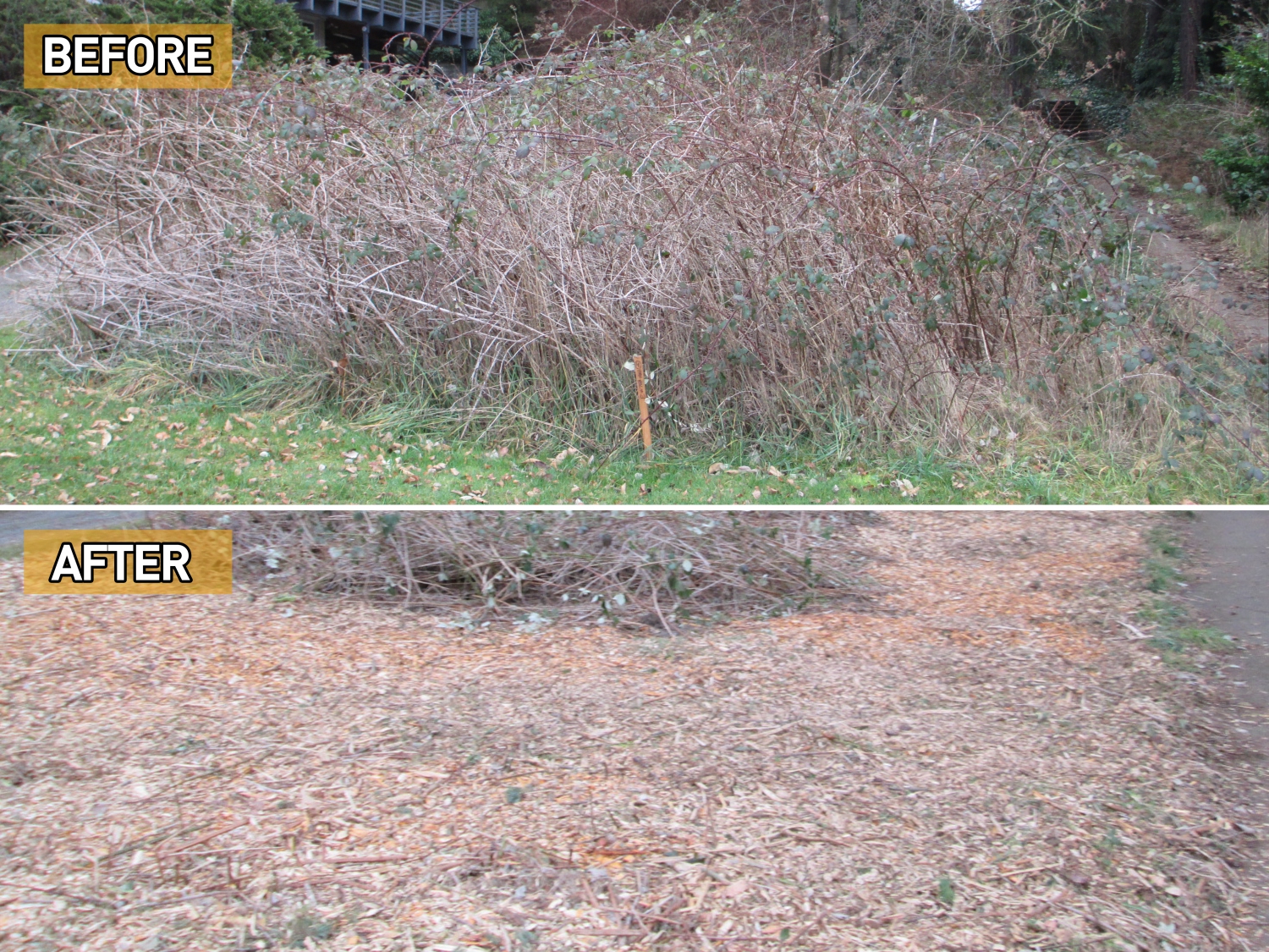 Before and after bramble cleanup (photo from Feet First)