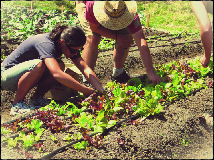 Solid Ground now operates farms in the South Park neighborhood and at the Rainier Vista housing community.