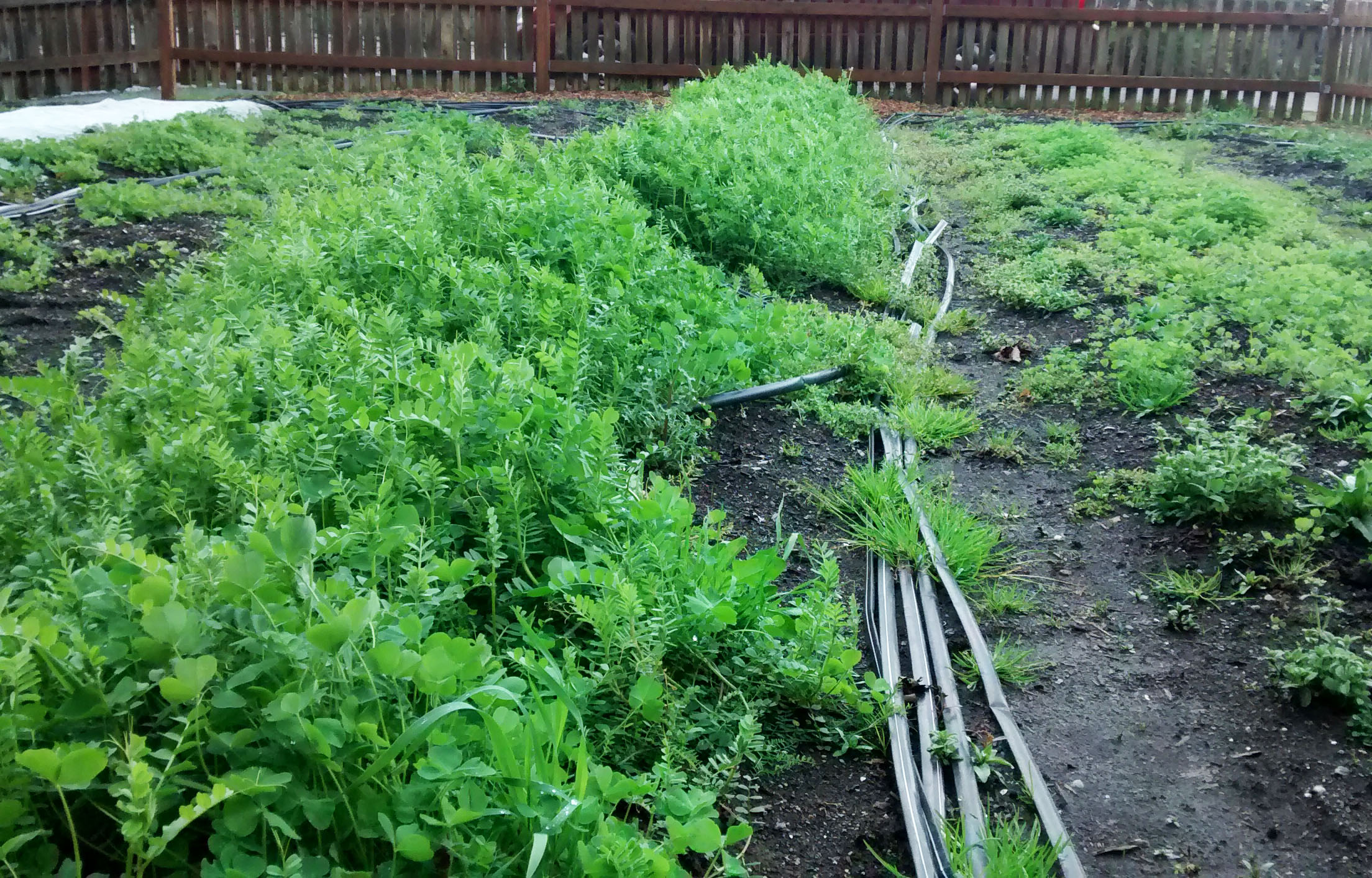 The Giving Gardener Plant Cover Crops Now For Healthy Veggies Next   2015 03 24 Scf Cover Crop Ready To Be Tilled In Edit 