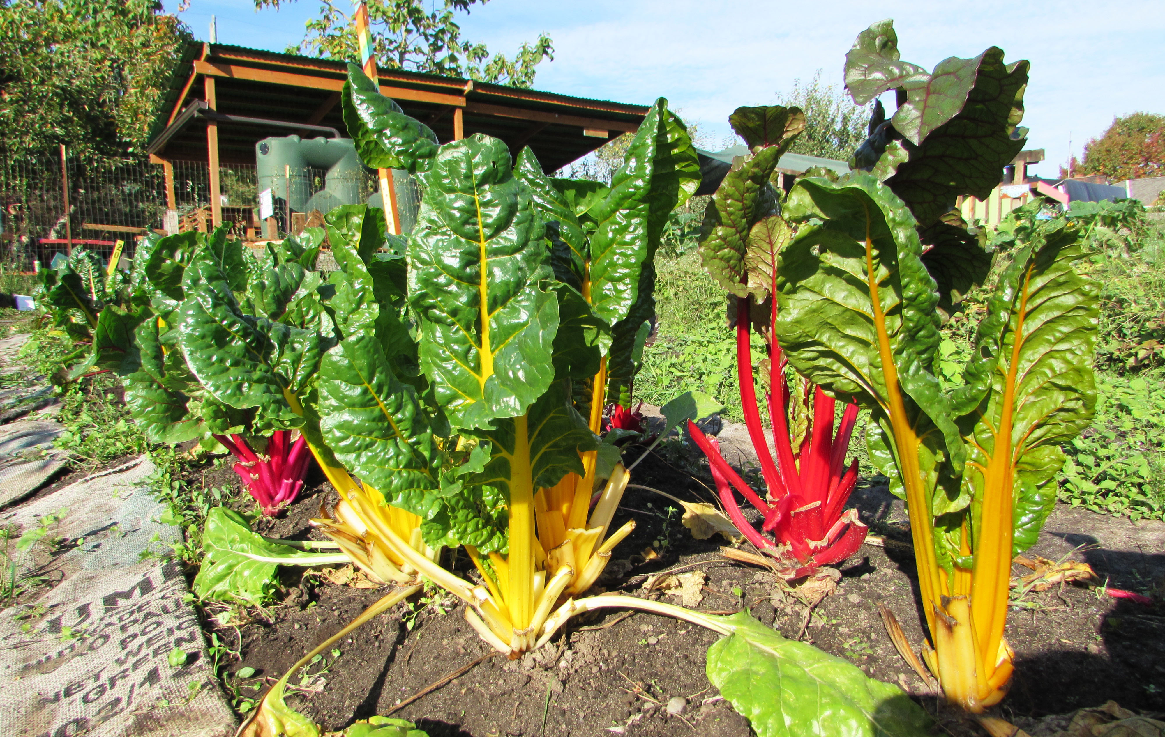 The many colors of Swiss chard