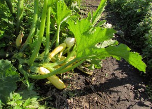 These summer squash will be some of the last produce harvested this fall
