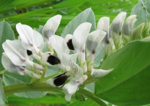 Fava blossoms, photo by Steve Tracey