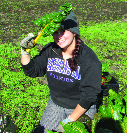 Who needs a visor when you have Swiss chard? Dani Ladyka, one of our new crop of Apple Corps members, finds a bit of shade at the Marra Farm Giving Garden. (Photo by Madeline Corbin)