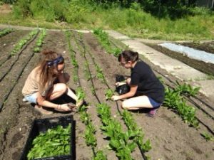 Seattle University sustainable agriculture students at Seattle Community Farm