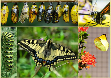 Caterpillar & butterfly collage