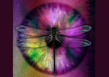 dragonfly over purple eye