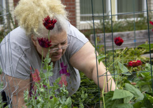 Liz harvesting pole beans, which share their space with blooming poppies.