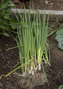 Freshly harvested green onions.