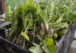 A harvest of the asian daikon radish, a favorite among ACRS volunteers and clients