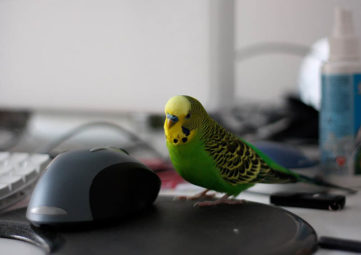 colorful neon green and yellow budgie bird stands by computer mouse and keyboard