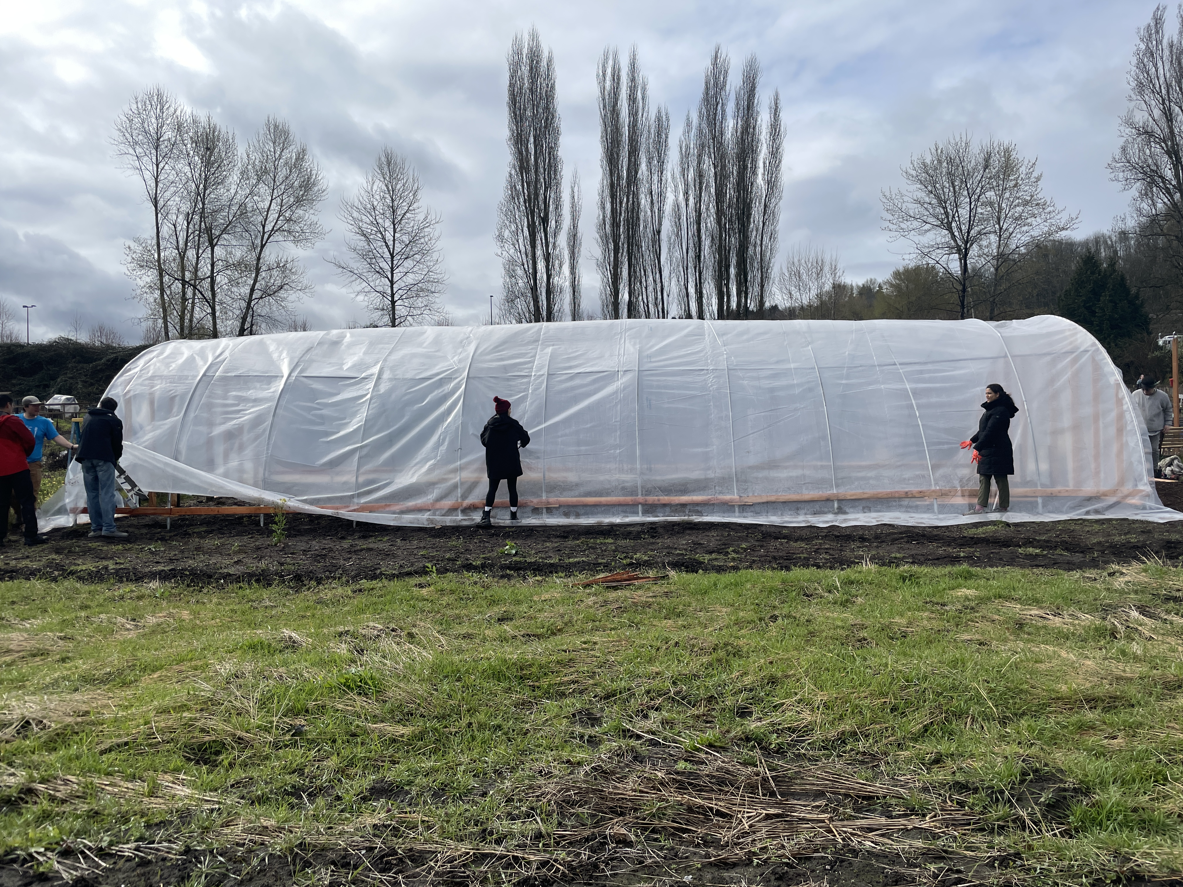 Several people drape sheets of plastic over the arches of the hoop house.