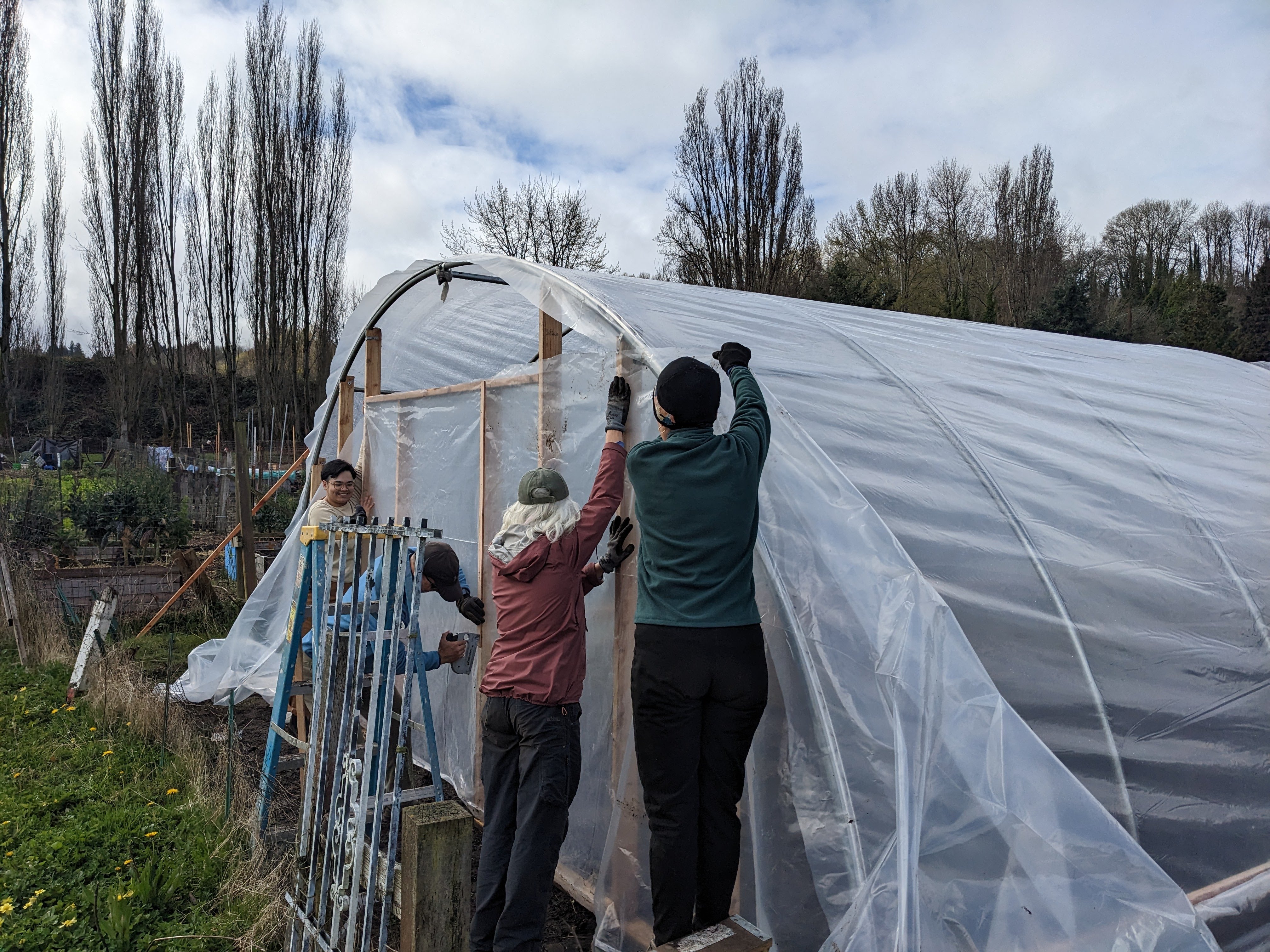 Several people hold up a sheet of plastic against one end of the hoop house while another person staples in to wood poots.