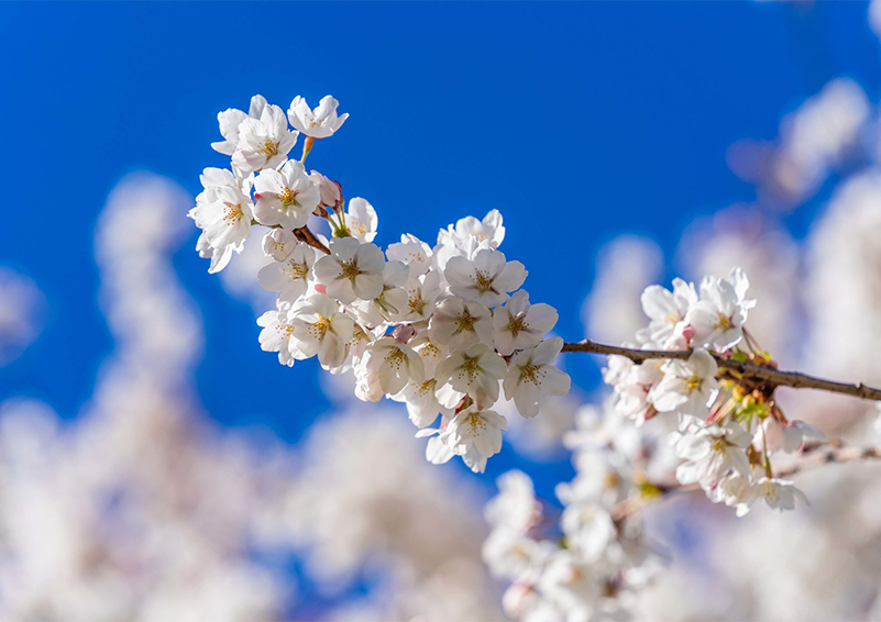 Pale pink cherry blossoms against a clear blue sky.