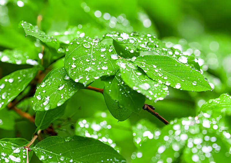 Rain drops on bright green leaves.