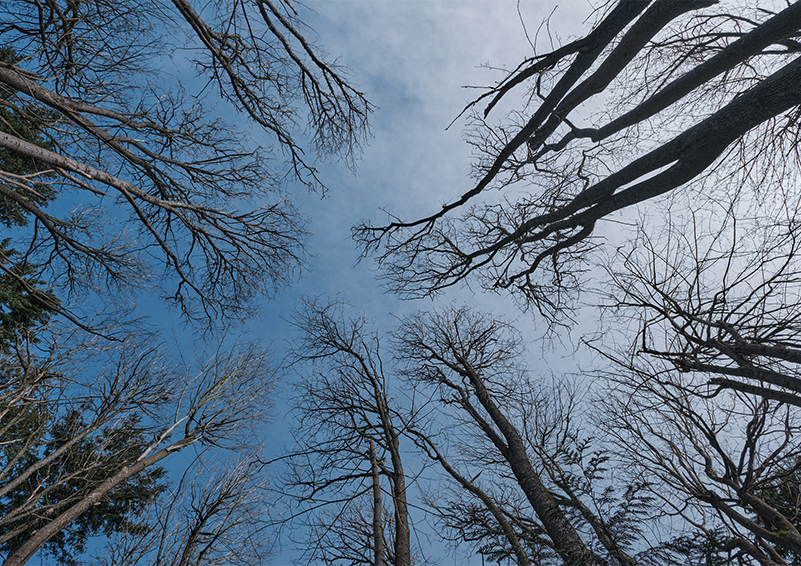 Leafless tree branches set against a partly cloudy ski, seen as if the viewer with laying on the ground look up.