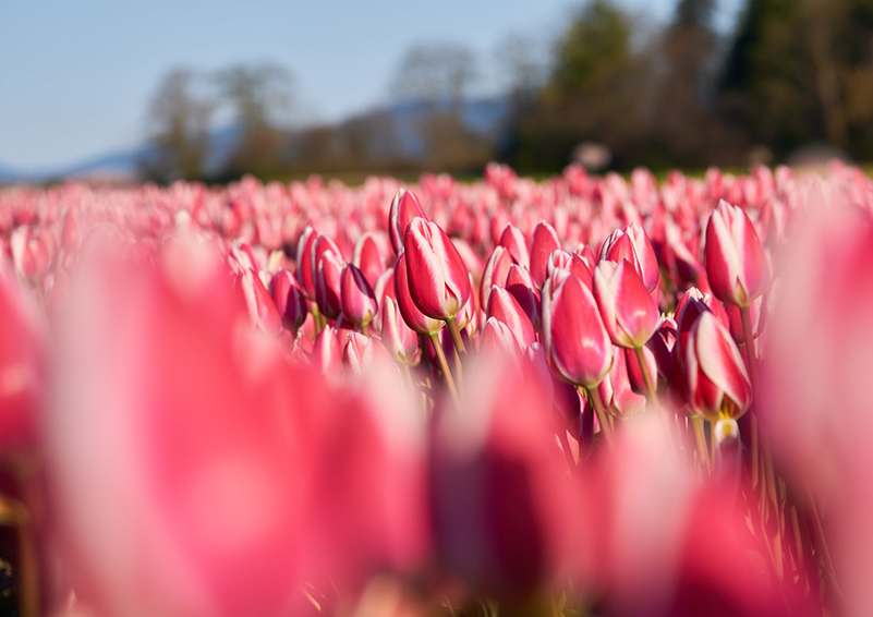 Pink tulips in the Skagit Valley