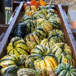 A rinsing rack full of yellow, green, and orange winter squash.
