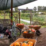 Four wheelbarrows filled with pumpkins and winter squash under a tent on a farm. A bike leans against one of the text beams.