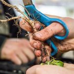 A dirty root being held in someone's hands as they prepare to trim it with scissors,