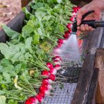 Radishes lined up on a rack are sprayed with water from a hose.