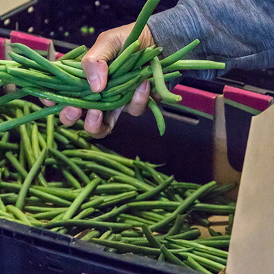 A close up of someone with gray sleeves grabbing a handful of green beans from a crate.