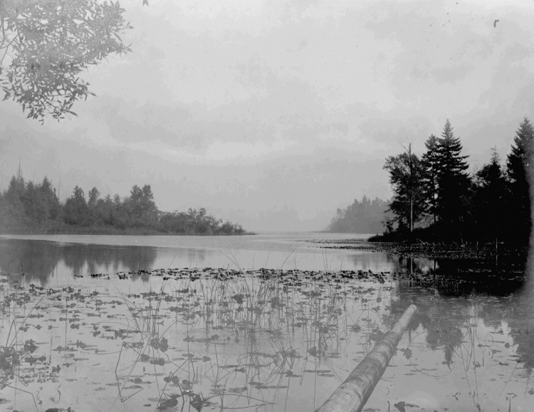 A black and white photo of a lake with lily pads in the foreground and trees in the distance.