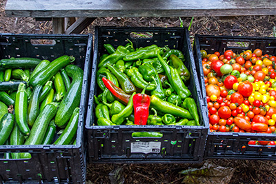 Three plastic crates full of cucumbers, hot peppers, and tomatoes, all still wet from being washed.