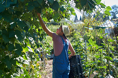 A worker in overalls and a straw hat reaches up to pick string beans from an arbor.