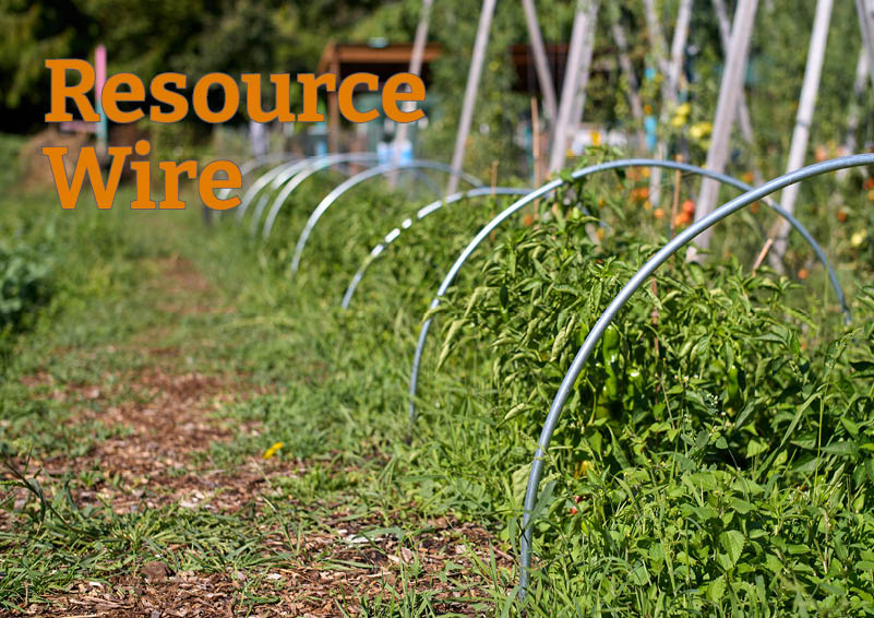 A row of pepper plants with a series of pipes arching over them, presumably to support plastic sheeting. The words "Resource Wire" appears besides the row.