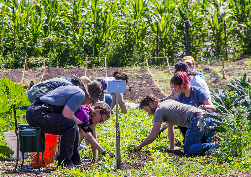 A group of people crouch on the ground and sit in chairs while pulling weeds in front of a field of corn.