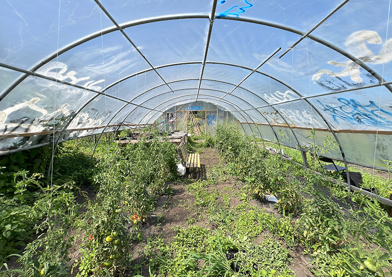 Blue sky shows through plastic sheets stretched over a tunnel-like hoop house filled with rows of tomatoes and peppers.