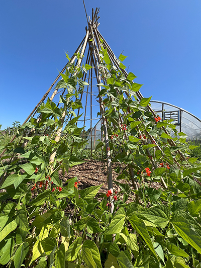 Green runner bean plants cling to a series of poles arranged to form a tent shaped like an upside down cone.