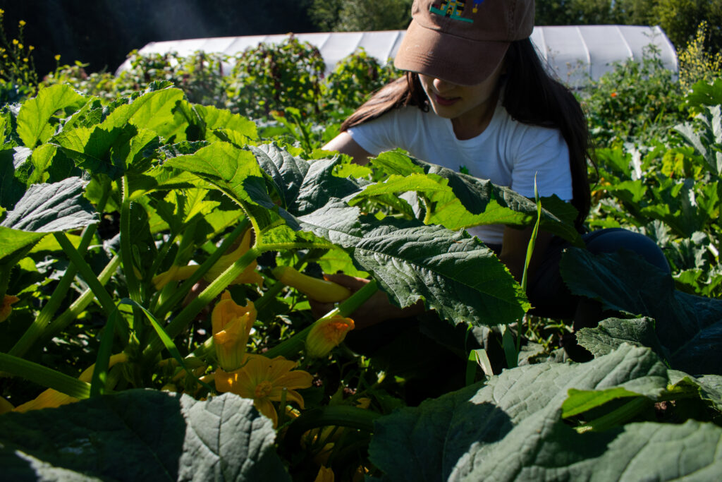 A woman in a yellow baseball cap pulls yellow summer squash from a field of plants.