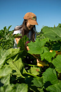 A woman in a yellow baseball cap pulls yellow summer squash from a field of plants.