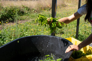 A woman shakes water from a fistful of basil above a black plastic tub of water.