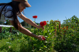 A woman in a baseball cap picks red flowers from a field.