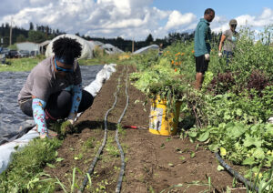 A woman kneels down to weed a row of vegetables while others tend another row off in the distance.