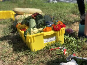 A plastic bin labeled "SOW Therapeutic) overflowing with squash, tomatoes, broccolini, and flowers.
